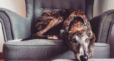 nocompresADOPTA11